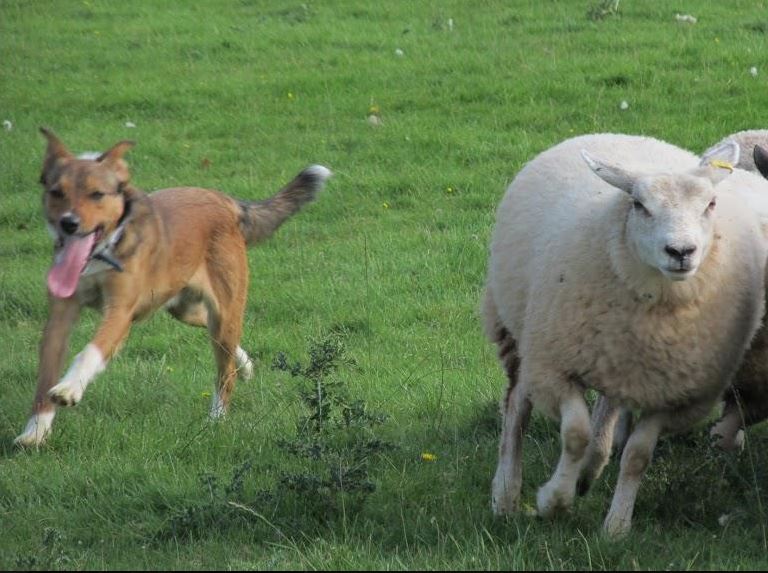 Welsh Sheepdog Wilden Sheepshifter
